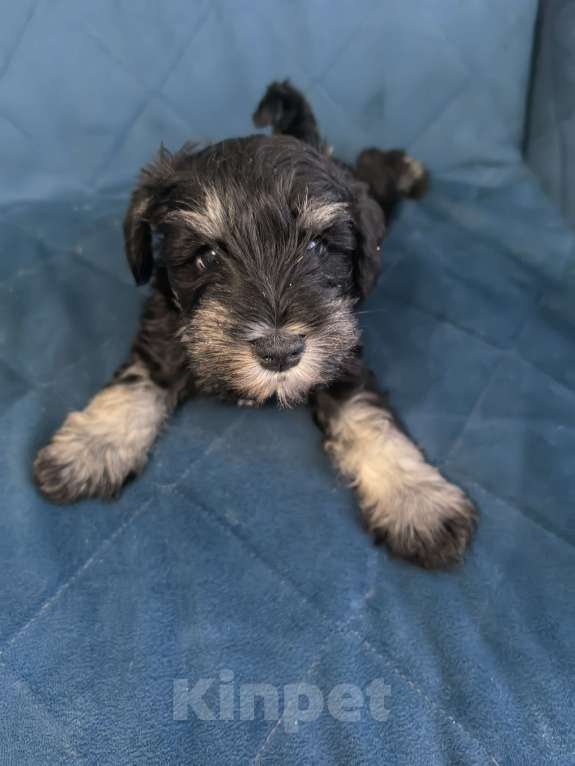 Собаки в Луховицах: Прадаже щенков цвергшнауцера Девочка, 40 000 руб. - фото 1