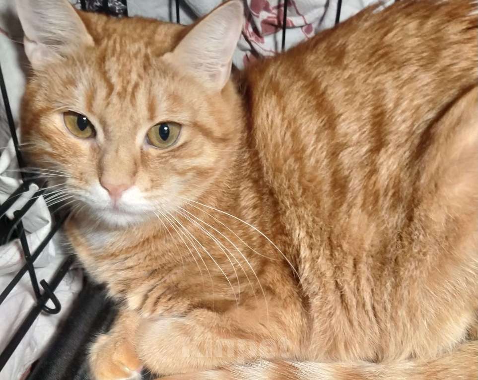 Кошки в Санкт-Петербурге: Кот в добрые руки Мальчик, Бесплатно - фото 1