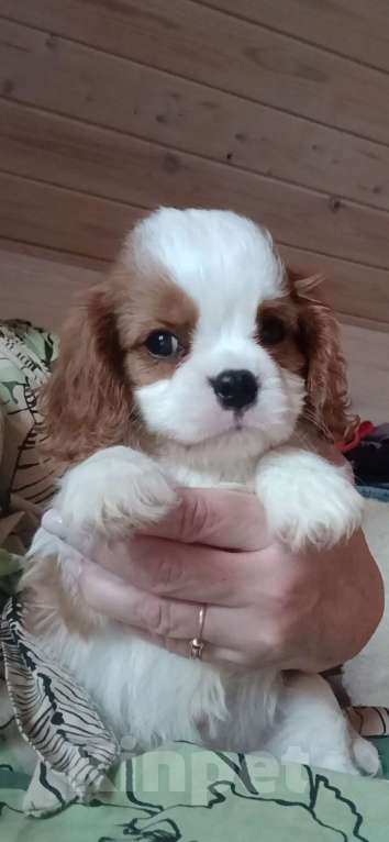 Собаки в Москве: Кавалерчик мальчишка игрушка Мальчик, 150 000 руб. - фото 4