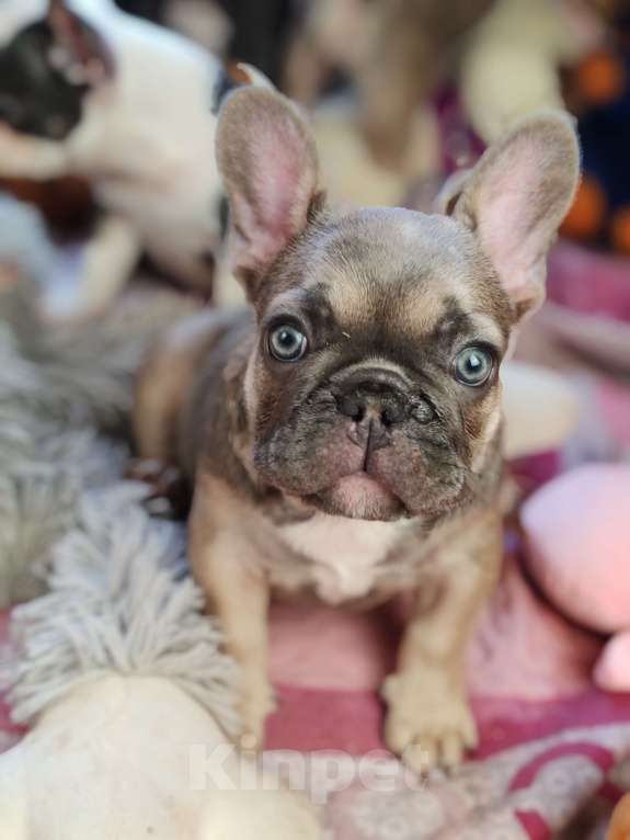 Собаки в Санкт-Петербурге: Шикарная шоколадная девочка Девочка, 50 000 руб. - фото 1