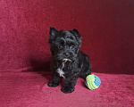Собаки в Санкт-Петербурге: Чёрный Бриллиант с прекрасным характером Мальчик, 65 000 руб. - фото 3