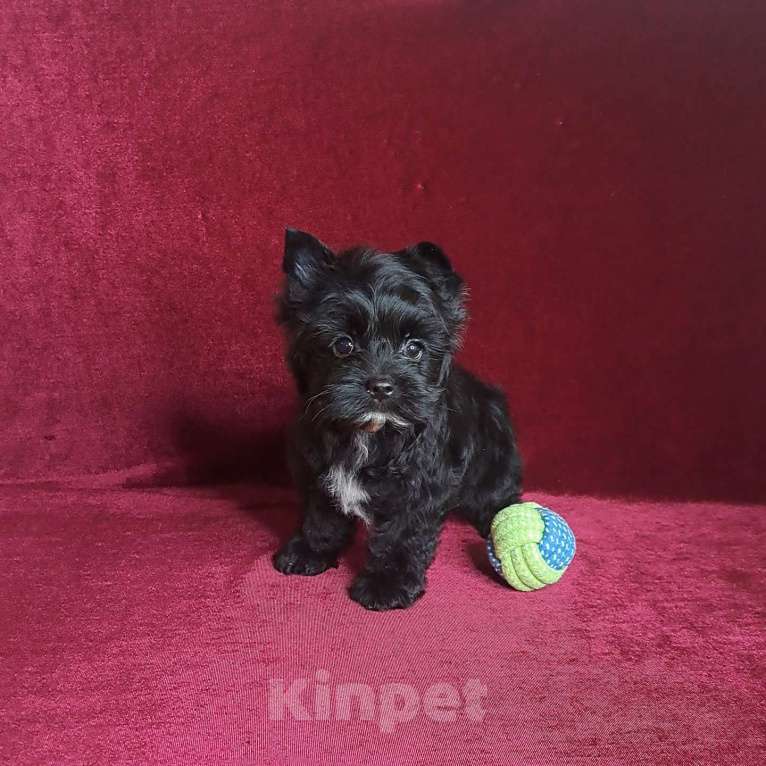 Собаки в Санкт-Петербурге: Чёрный Бриллиант с прекрасным характером Мальчик, 65 000 руб. - фото 3