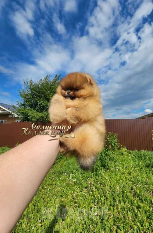 Собаки в Москве: Супер курносая девочка померанского шпица Девочка, Бесплатно - фото 3