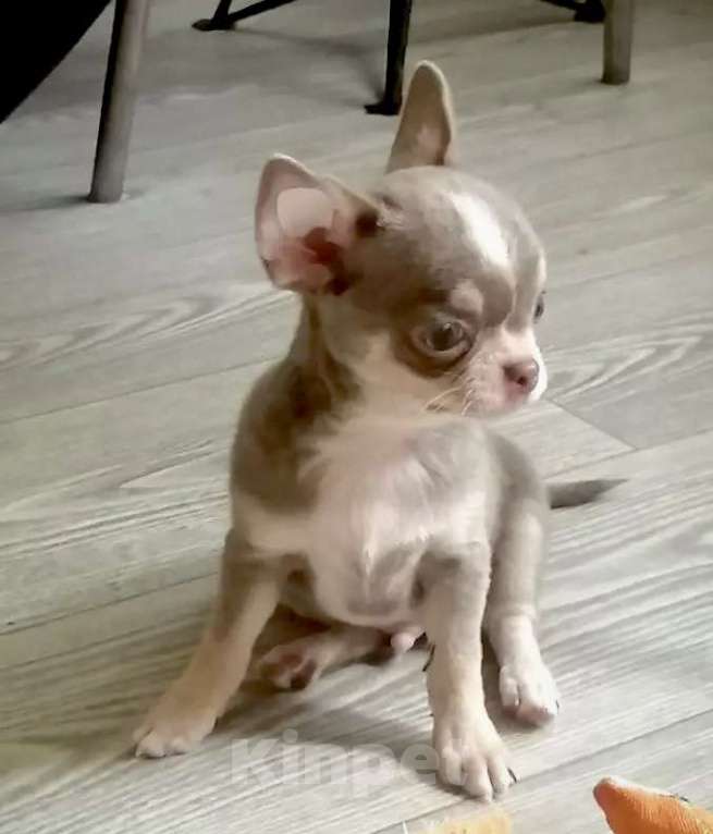 Собаки в Волжском: Шикарный мальчик Мальчик, 65 000 руб. - фото 1