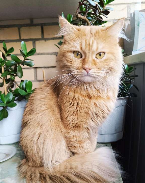 Кошки в Москве: Рыжий кот Кузя. Лютое одиночество. Ищем новых хозяев. Мальчик, Бесплатно - фото 3