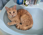 Кошки в Москве: Рыженькое солнышко Санчо, молодой котик ищет дом Мальчик, 10 руб. - фото 7