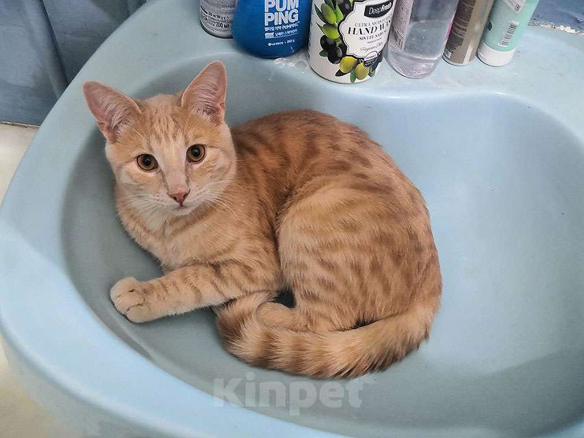 Кошки в Москве: Рыженькое солнышко Санчо, молодой котик ищет дом Мальчик, 10 руб. - фото 7