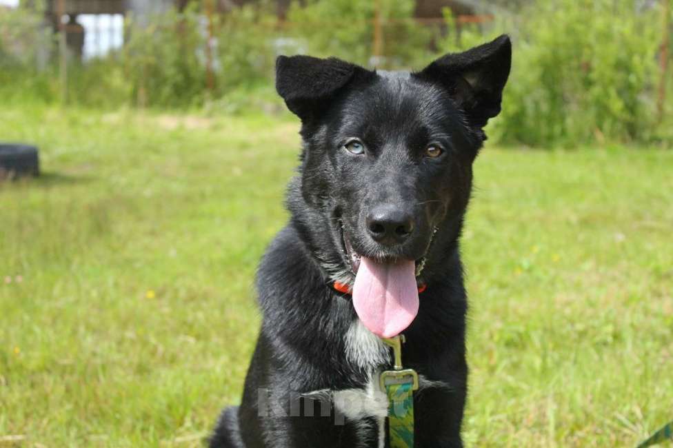 Собаки в Санкт-Петербурге: Необыкновенный щенок-красавчик ищет дом Мальчик, Бесплатно - фото 3