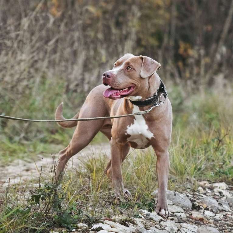 Собаки в Москве: Молодая питбуль Бежа в дар Девочка, 1 руб. - фото 10
