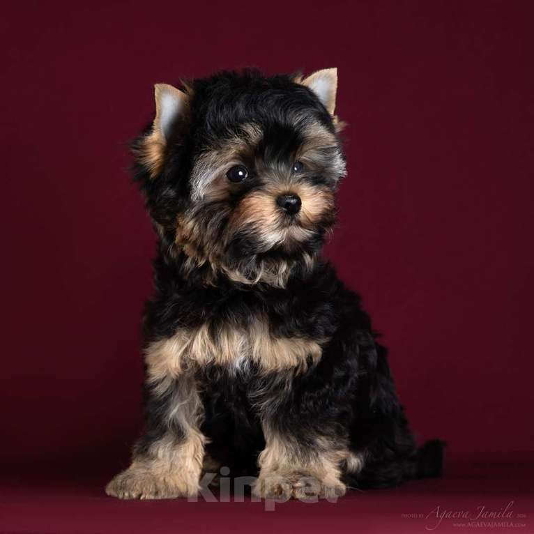 Собаки в Раменском: Олик Мальчик, 35 000 руб. - фото 1