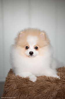 Померанский шпиц мальчик