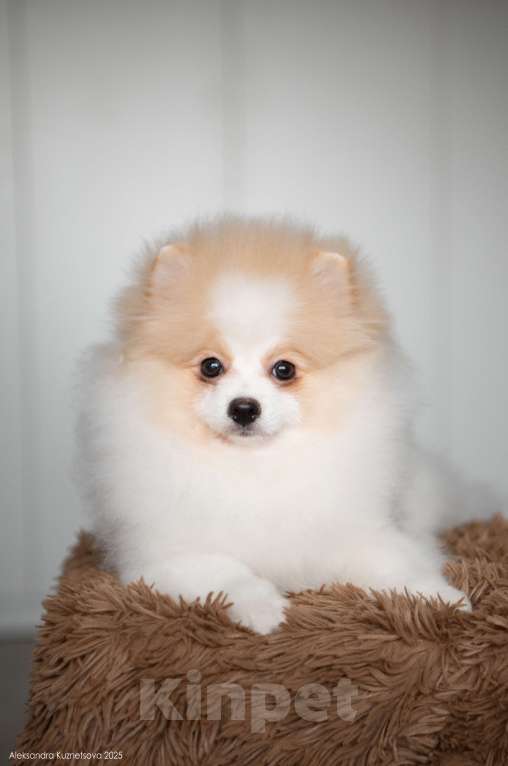 Собаки в Челябинске: Померанский шпиц мальчик Мальчик, Бесплатно - фото 1