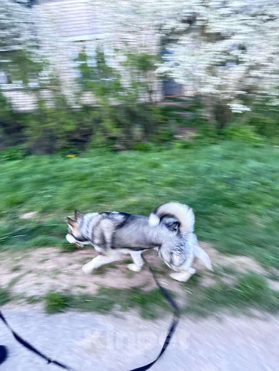 Собаки в других городах Тверской области: Отдам собаку для уличного проживания в добрые руки Девочка, Бесплатно - фото 1