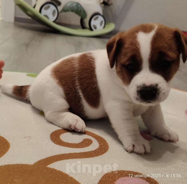 Собаки в Мытищах: Джек Рассел терьер Аврора Девочка, 100 000 руб. - фото 5