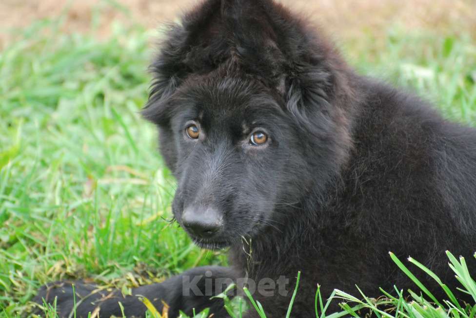 Собаки в Сергиеве Посаде: Немецкая Овчарка длинношерстна  Девочка, 80 000 руб. - фото 4