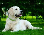 Собаки в Абакане: Нужен кобель золотистого Ретривер для вязки Мальчик, 1 руб. - фото 1