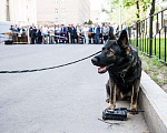Собаки в Москве: Кобель для вязки Мальчик, 30 000 руб. - фото 5