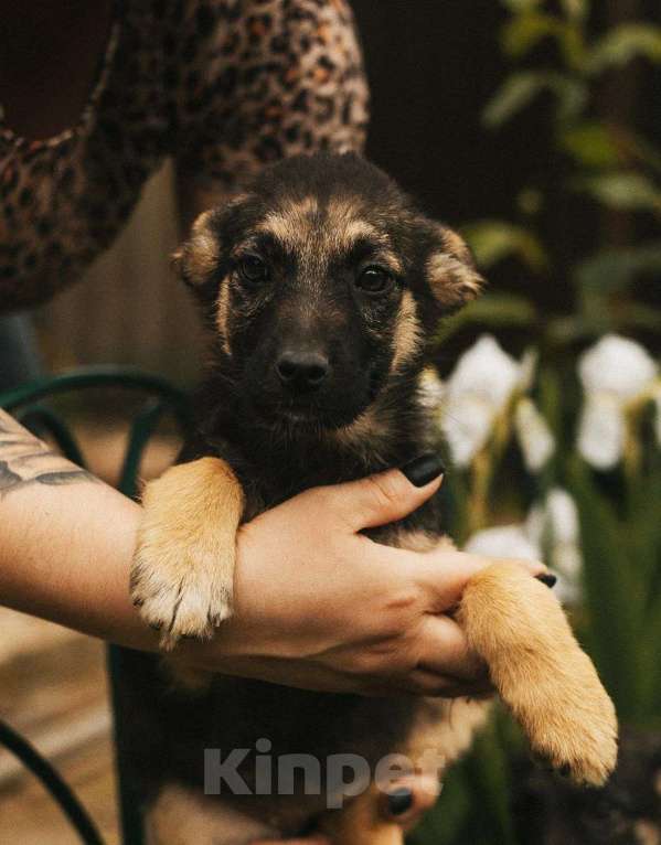 Собаки в Москве: Щеночек помесь с овчаркой Девочка, Бесплатно - фото 8