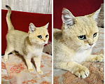 Кошки в Москве: 🐱 Ищем дом для красавицы-кошки! 🐱 Девочка, Бесплатно - фото 1