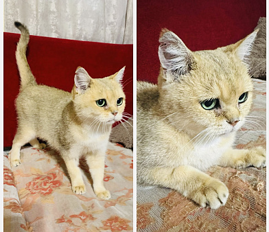 🐱 Ищем дом для красавицы-кошки! 🐱