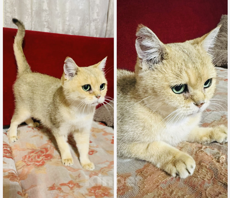 Кошки в Москве: 🐱 Ищем дом для красавицы-кошки! 🐱 Девочка, Бесплатно - фото 1