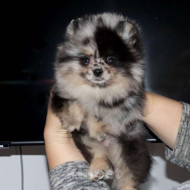 Собаки в Москве: Самая РАСПИСНАЯ красотка шпица Девочка, 75 000 руб. - фото 1