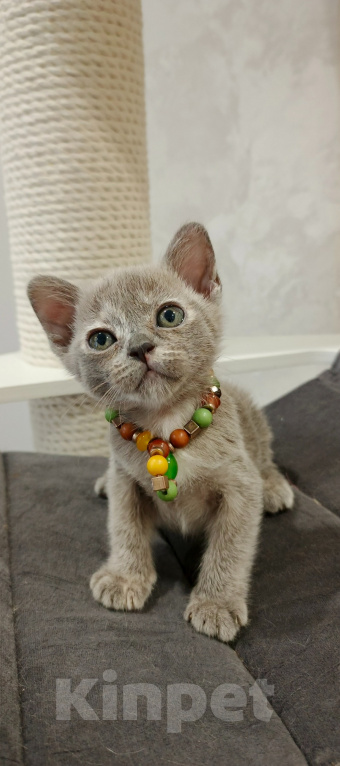 Кошки в Ростове-на-Дону: Котенок европейской бурмы Девочка, 50 000 руб. - фото 7
