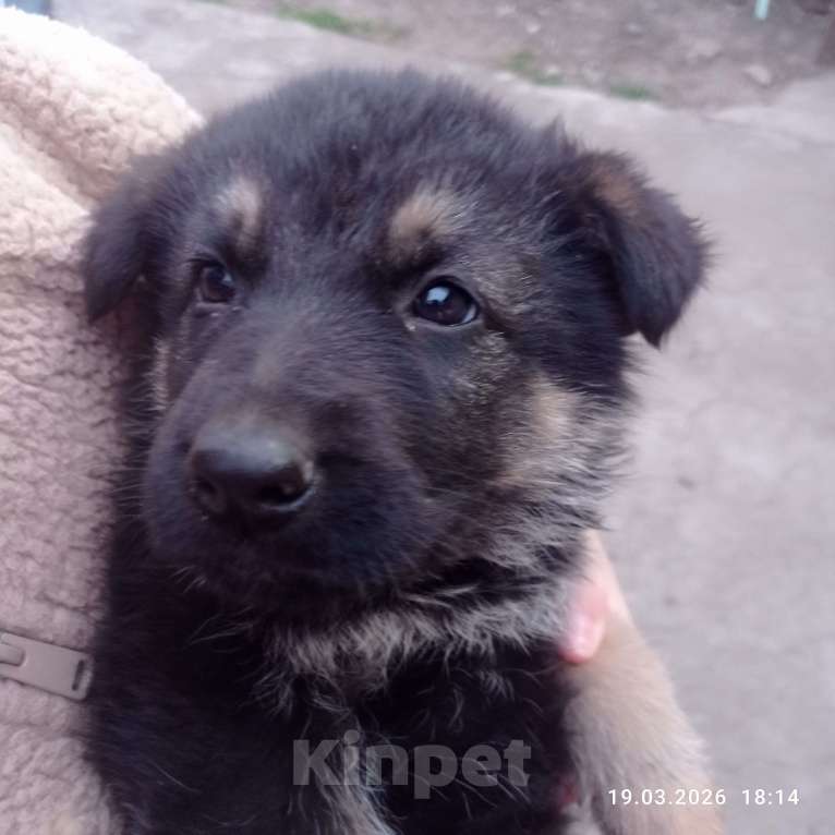 Собаки в других городах Краснодарского края: Восточноевропейская овчарка Девочка, 10 000 руб. - фото 8