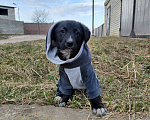 Собаки в Санкт-Петербурге: Маленький модный щенок Девочка, Бесплатно - фото 1