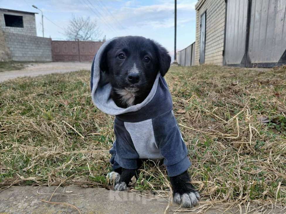 Собаки в Санкт-Петербурге: Маленький модный щенок Девочка, Бесплатно - фото 1