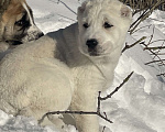 Собаки в Москве: Алабай, щенок, среднеазиатская овчарка Девочка, Бесплатно - фото 4