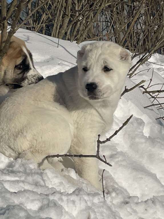 Собаки в Москве: Алабай, щенок, среднеазиатская овчарка Девочка, Бесплатно - фото 4