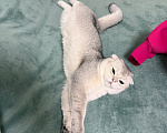 Кошки в Котельнике: Шотландский вислоухий кот вязка Мальчик, Бесплатно - фото 2