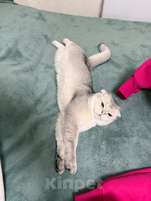 Кошки в Котельнике: Шотландский вислоухий кот вязка Мальчик, Бесплатно - фото 2