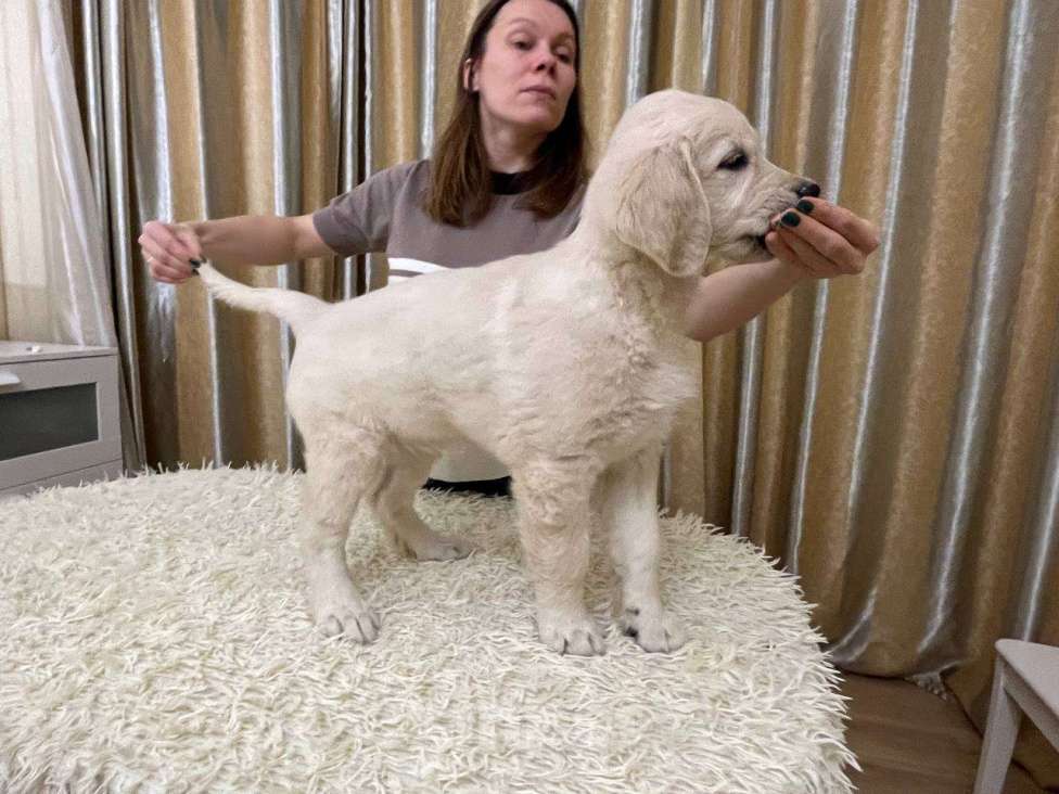 Собаки в Ярославле: Щенок Золотистого Ретривера Девочка, 90 000 руб. - фото 4