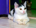 Кошки в Москве: Белян - лучший друг вашего котейки! Мальчик, Бесплатно - фото 3