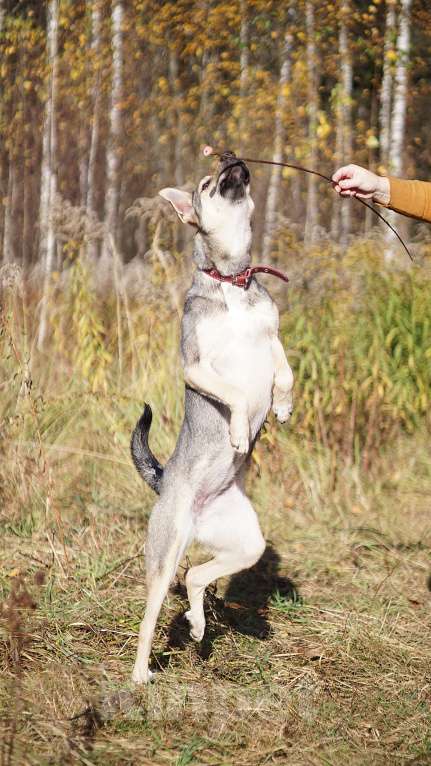 Собаки в Ногинске: Мэй - забавная собачка совсем юного возраста ждет свою семью в приюте! Девочка, Бесплатно - фото 8
