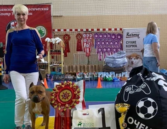 Собаки в Ижевске: Чемпион  Мальчик, Бесплатно - фото 2