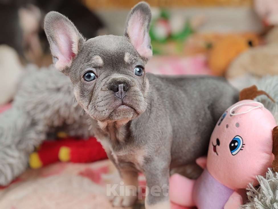 Собаки в Санкт-Петербурге: Шикарная лиловая девочка Девочка, 70 000 руб. - фото 7