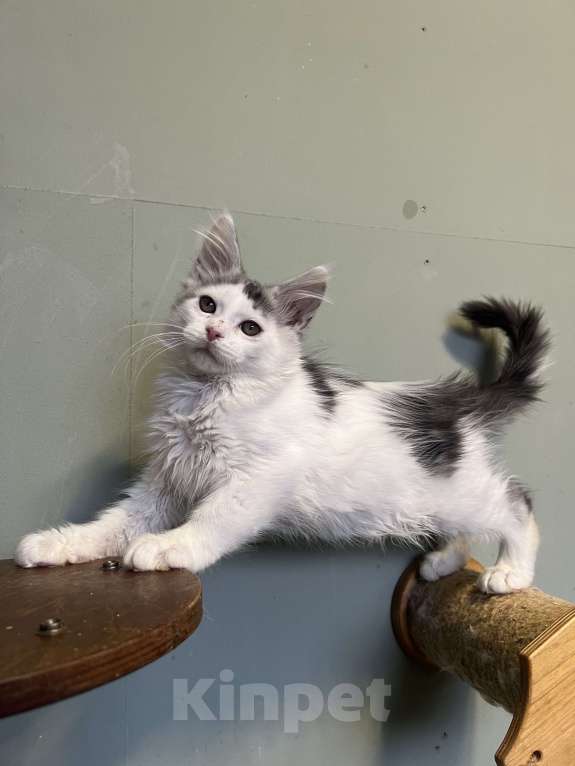 Кошки в Москве: Котик мейн-кун Мальчик, 30 000 руб. - фото 2