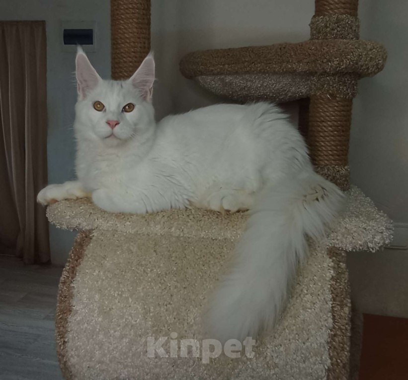 Кошки в Севастополе: Котёнок мейн-кун Мальчик, 65 000 руб. - фото 1