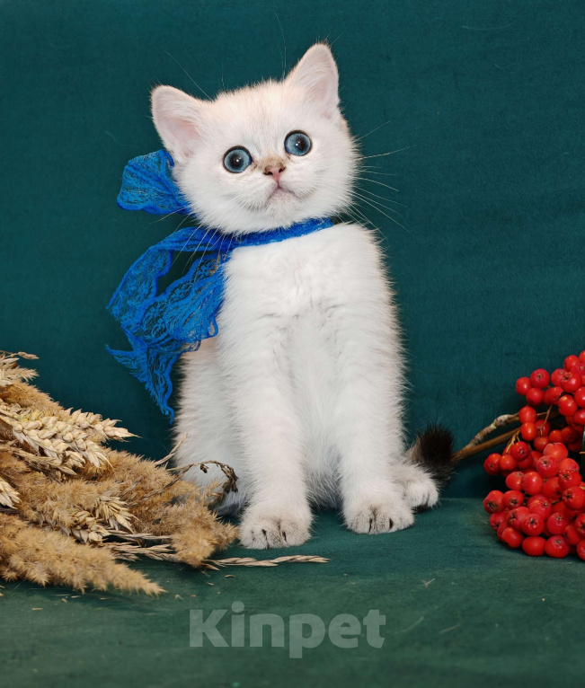 Кошки в Москве: Породистые шотландские котята Девочка, 80 000 руб. - фото 2