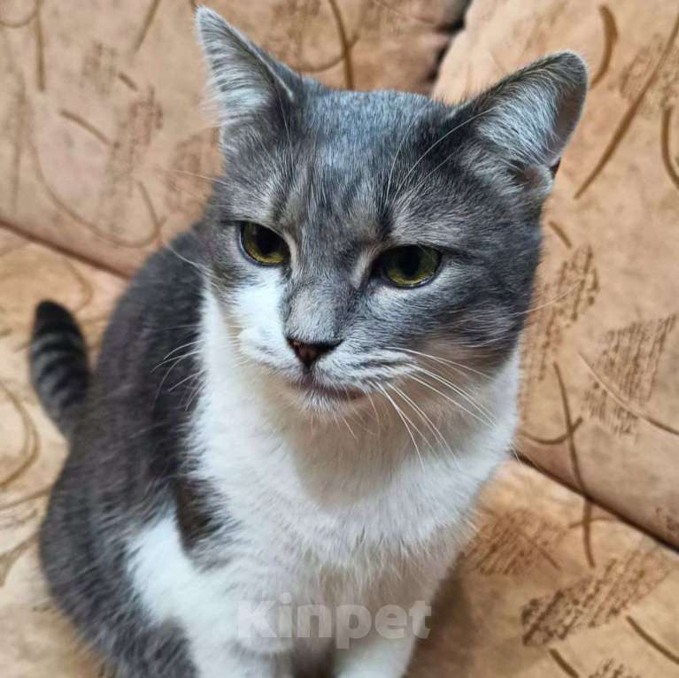 Кошки в Москве: Самая ласковая на свете кошечка. Почему же никто не замечает? Девочка, Бесплатно - фото 3