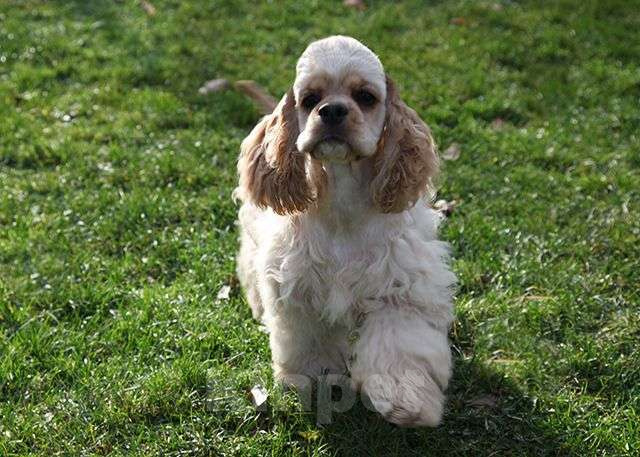 Собаки в Москве: Американский кокер спаниель, девочки Девочка, Бесплатно - фото 2