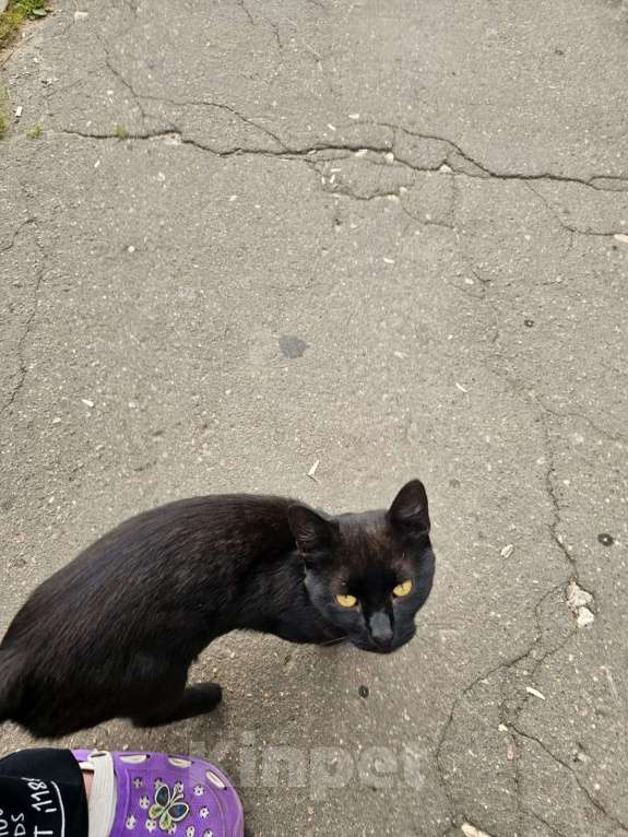 Кошки в Балашихе: выкинули трех бедолаг кошек , мега ласковые пропадут.. Мальчик, Бесплатно - фото 3