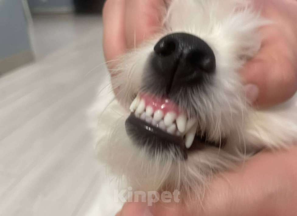 Собаки в Москве: Щенок бишон фризе  Мальчик, 140 000 руб. - фото 2