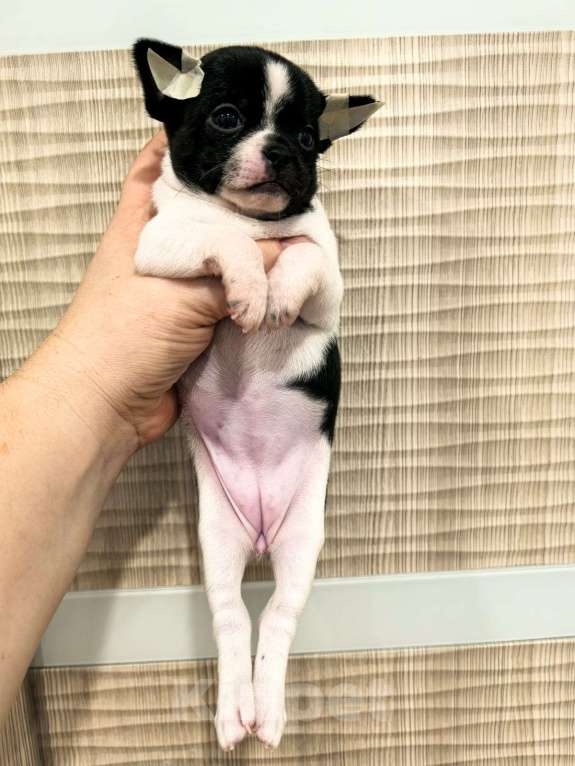 Собаки в Воронеже: Девочка .мини коровка) Девочка, Бесплатно - фото 3