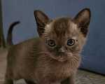 Кошки в Тюмени: Бурманский котенок Девочка, 25 000 руб. - фото 1