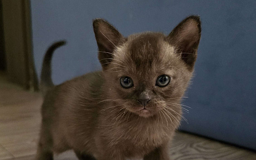 Бурманский котенок