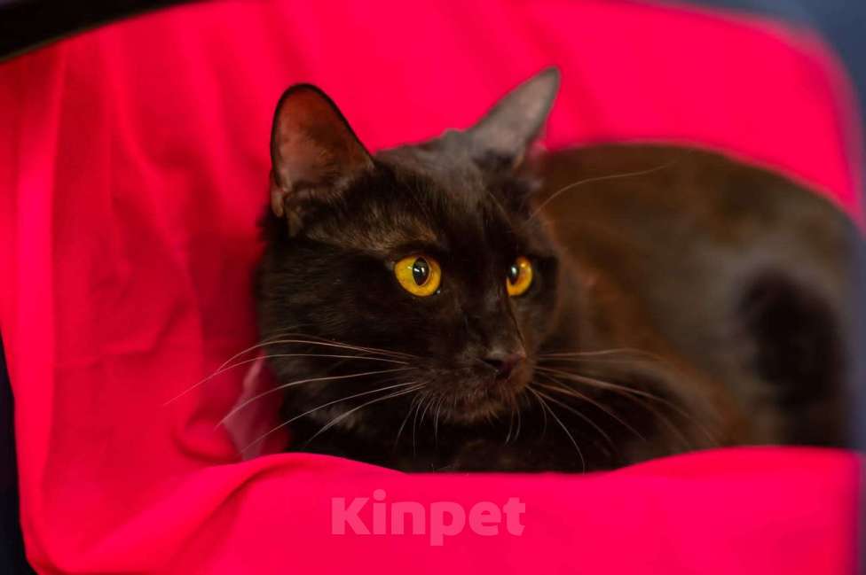 Кошки в Москве: Котик Черныш Мальчик, Бесплатно - фото 2